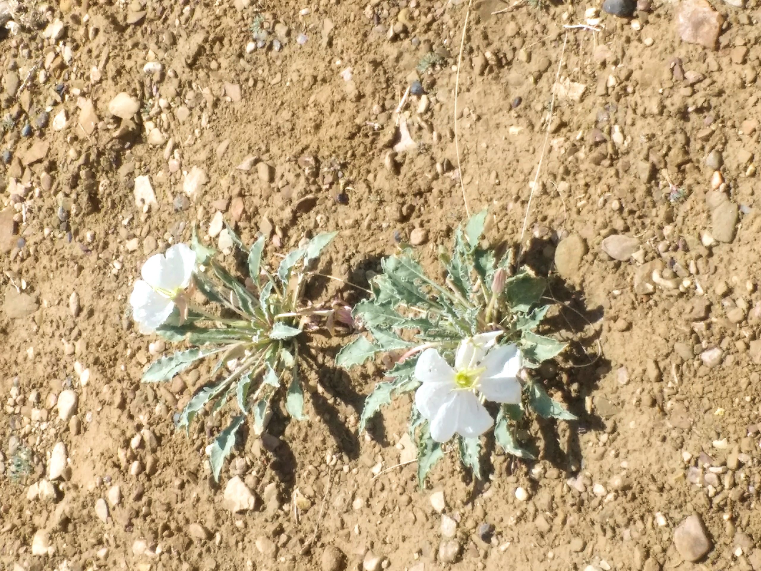 two white flowers in dirt
